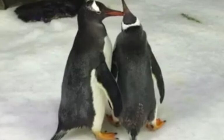 Simbolo do casamento homoafetivo ao lado de seu parceiro Magic, o pinguim Sphen, faleceu no início deste mês em um aquário de Sydney