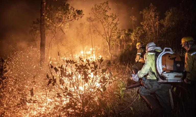 Pesquisadora diz que 99% dos incêndios florestais são por ação humana