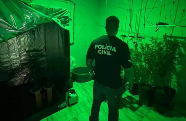 Plantação com mais de 20 pés de maconha é apreendida em casa na Grande Belém