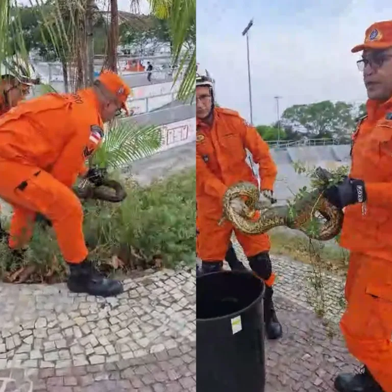 VÍDEO: Cobra é resgatada na orla da Ponta Negra em Manaus