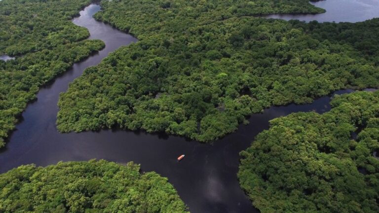 Além da nova província, 5 de setembro também celebra o Dia da Amazônia