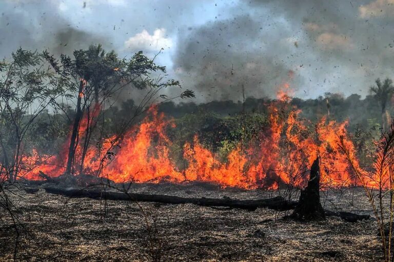 Ministro do STF cobra relatório de estados da Amazônia por alto registro de queimadas