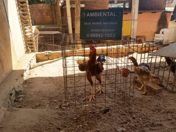 Grupo é preso por fazer rinhas de galos em Manaus: 56 animais são resgatados Grupo é preso por fazer rinhas de galos em Manaus: 56 animais são resgatados