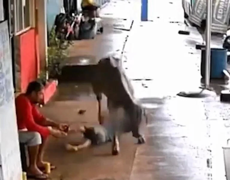VÍDEO: Bezerro escapa de leilão e ‘atropela’ criança em Goiás