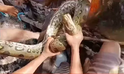 VÍDEO: Homem mordeu sucuri para salvar crianças de possível ataque em rio no Pará