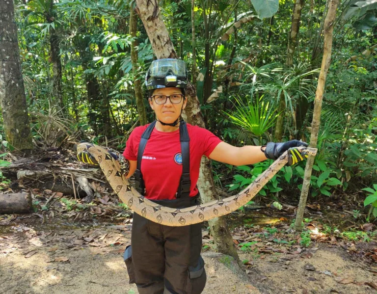 Mais de 500 animais silvestres foram resgatados neste ano em Manaus
