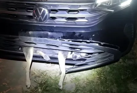 AL: Cadela viaja mais de 100 km presa a para-choque após atropelamento e morre horas depois