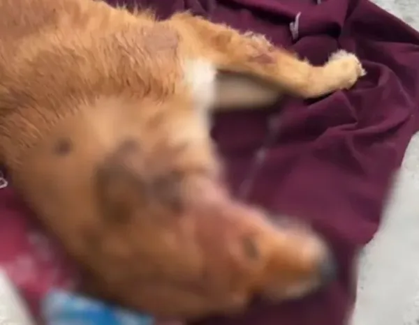 Após briga de casal, homem mata cachorro com tiro na cabeça no Novo Israel