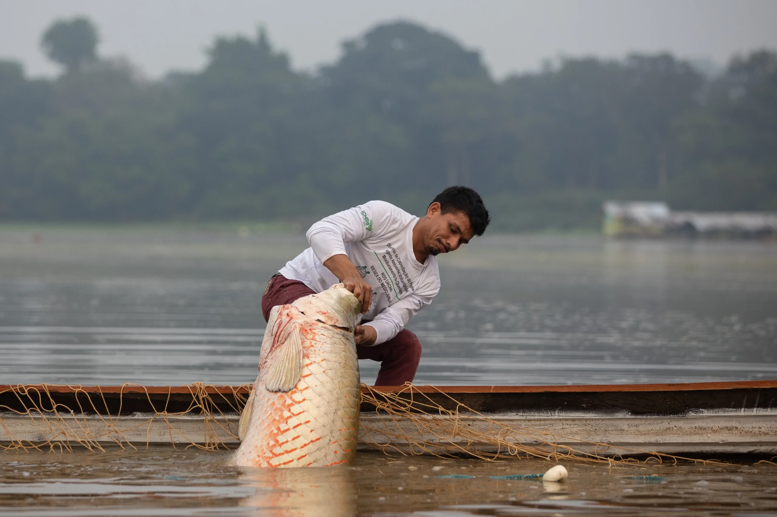 Seca no AM ameaça manejo do pirarucu: Organizações pedem ajuda
