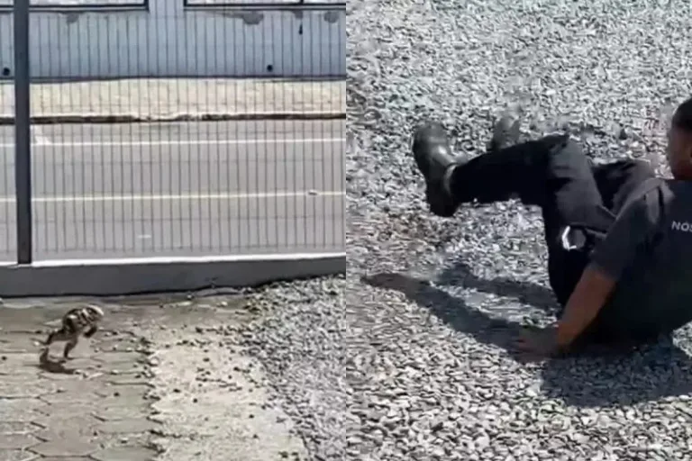 VÍDEO: Lagarto "se vinga" de homem que o atingiu com pedra, em SC