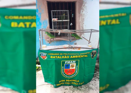 Três papagaios são resgatados em Manaus