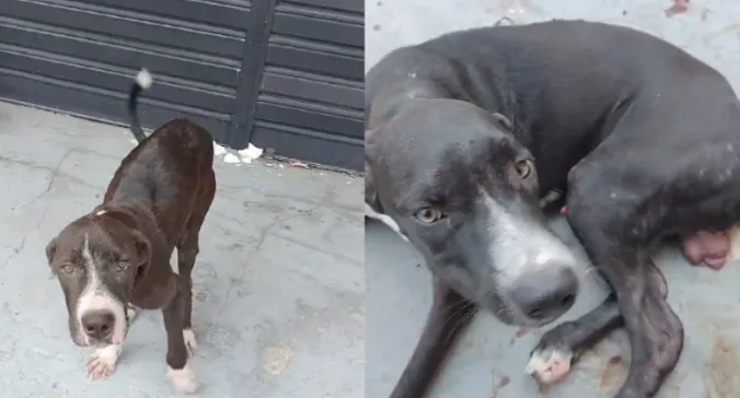 VÍDEO: Cachorros desnutridos e machucados são abandonados em rua de Manaus