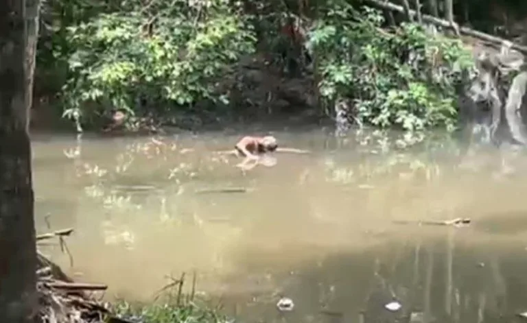 VÍDEO: Corpo é encontrado ‘boiando’ em igarapé no Parque do Mindu