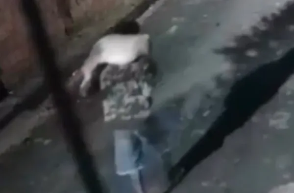 VÍDEO: Homem esquarteja cachorro e abandona corpo em calçada de casa, em Manaus