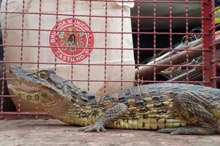 Jacaré é capturado em quintal de casa