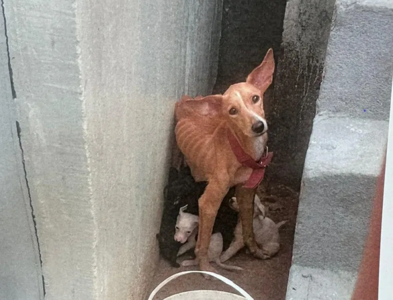 Homem é preso por maus-tratos contra cadela e oito filhotes, em Manaus