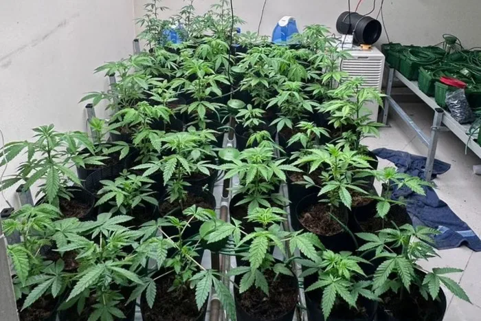 Plantio de maconha para produção de "dry".