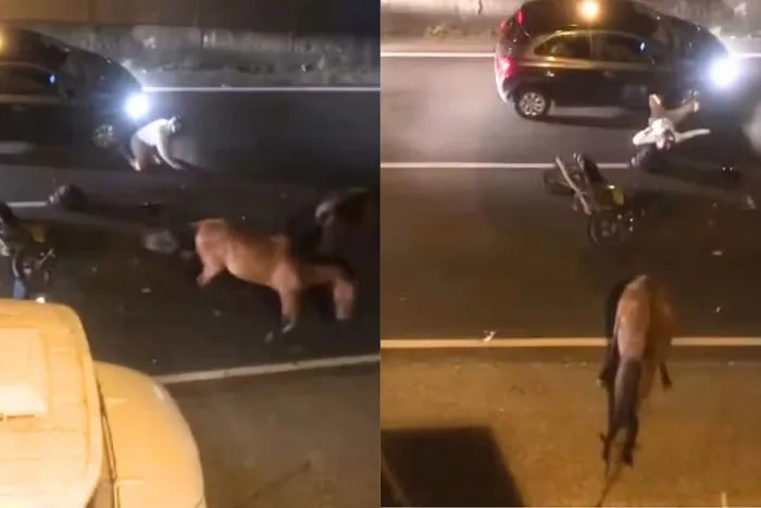 VÍDEO: Motociclista fica ferido após colisão com cavalos em rodovia