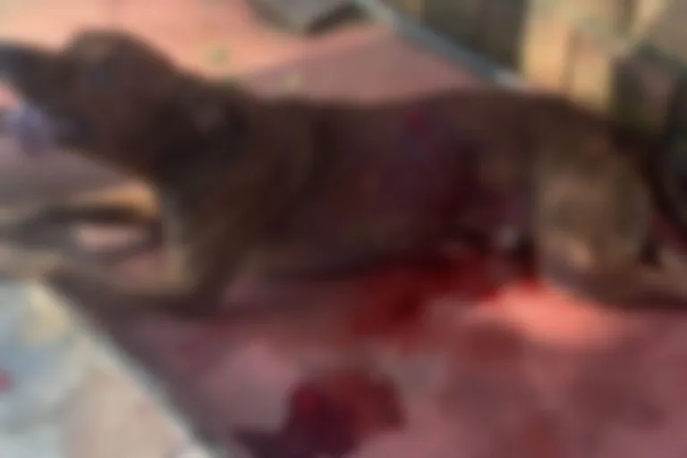 Cachorro é esfaqueado por vizinha de tutora e morre em Iranduba