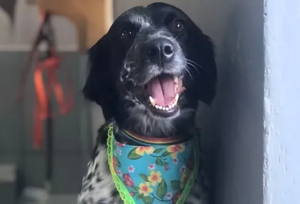 Cadela morre enforcada em pet shop de Goiás, denuncia tutora