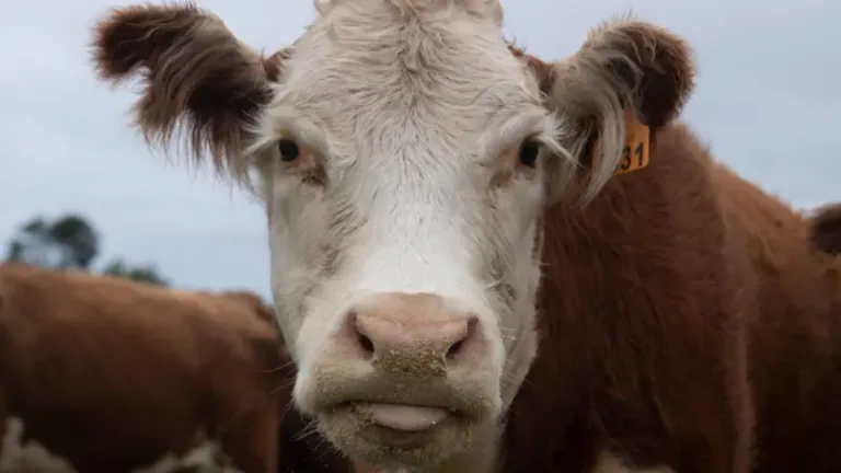 ‘Ouro bovino’: o negócio milionário de venda de cálculos biliares de vacas da América do Sul para a China