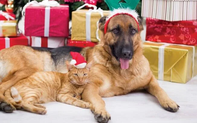 Veja itens de decoração de Natal que você deve manter longe do seu pet