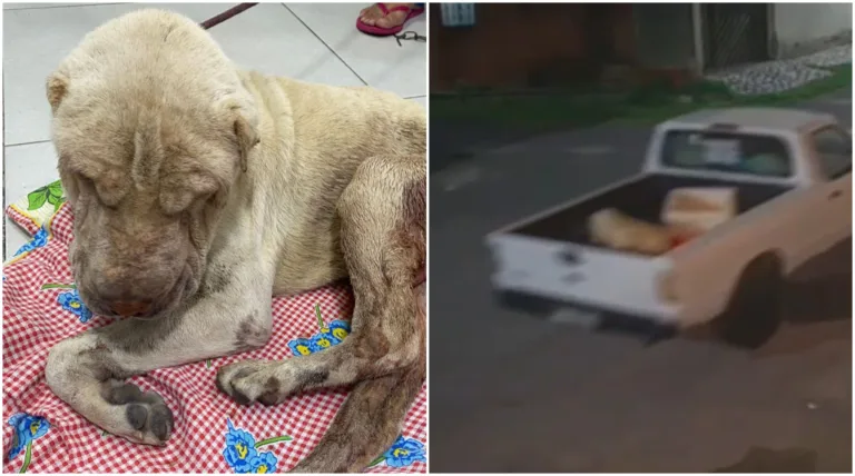 VÍDEO: Suspeito de maus-tratos recebeu R$ 50 para abandonar cachorro em rua de Manaus