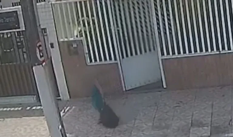 VÍDEOS: Idosa é flagrada matando gato com pedaço de madeira e acaba indiciada VÍDEOS: Idosa é flagrada matando gato com pedaço de madeira e acaba indiciada