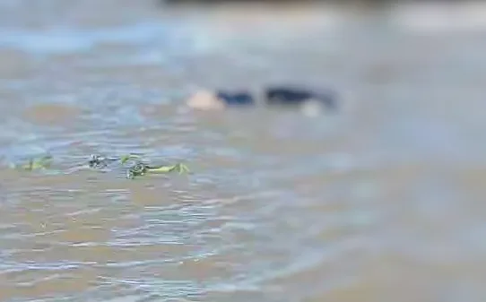 IMAGENS FORTES: Corpo de suposto traficante é encontrado ‘boiando’ no Amazonas