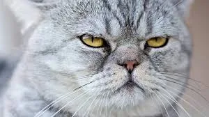 Gato estressado? Veja 5 atitudes que o tutor deve evitar