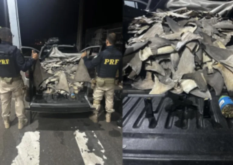 PRF apreende 260 Kg de barbatanas de tubarão e armas em Piauí PRF apreende 260 Kg de barbatanas de tubarão e armas em Piauí