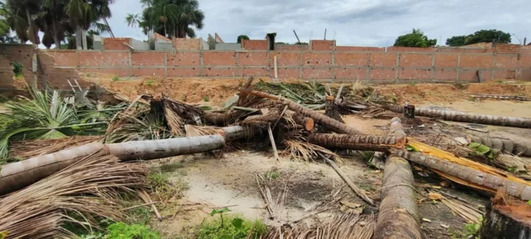 Local onde árvores estavam sendo cortadas. (FOTO: Divulgação/PC-AM)