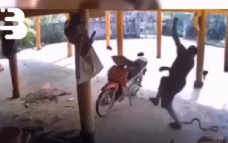 VÍDEO: Homem é atacado por cobra enquanto carregava saco de ração n