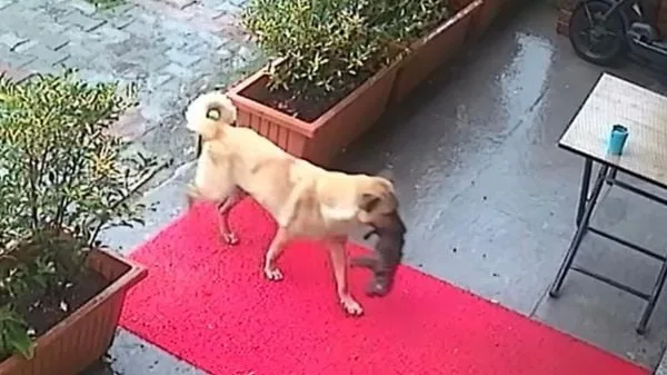 VÍDEO: Cachorra salva filhote ao levá-lo sozinha até porta do veterinário