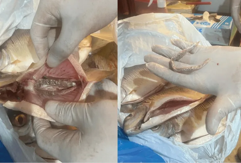 Drogas escondidas em peixes (Fotos: Divulgação/PC-AM)