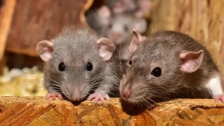 Ratos costumam prejudicar a vida selvagem, danificar propriedades, contaminar alimentos e transmitir doenças