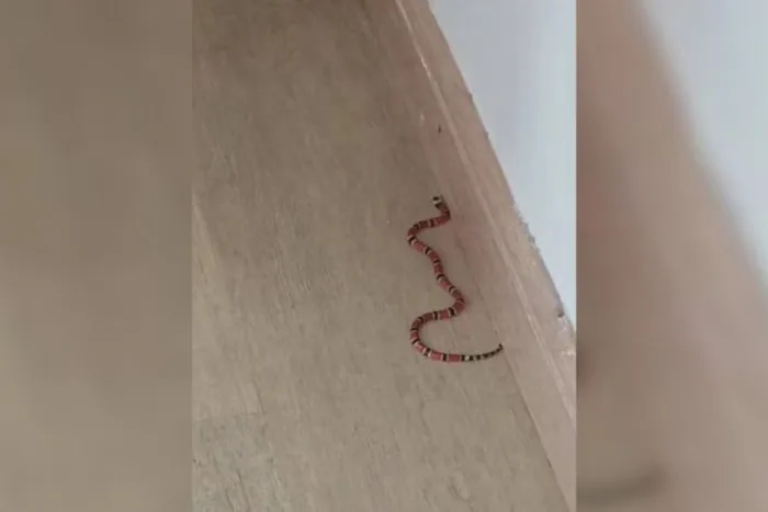 VÍDEO: Família encontra ninho de cobras venenosas no sofá de casa, em SC