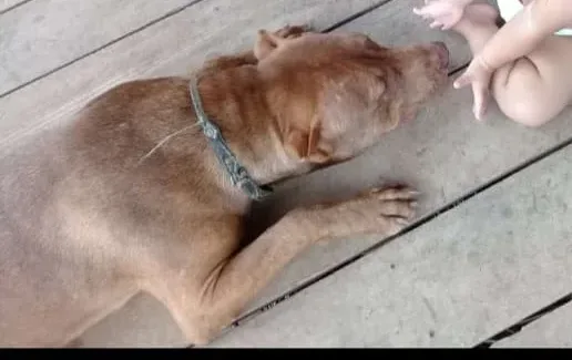 Sargento da PM é suspeito de atirar em cachorro no Amazonas