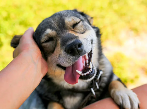 Saiba como escovar os dentes do cachorro corretamente