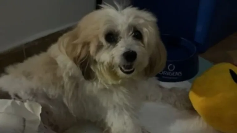 Cachorro processa prefeitura de João Pessoa (PB), por suposto erro em atendimento veterinário