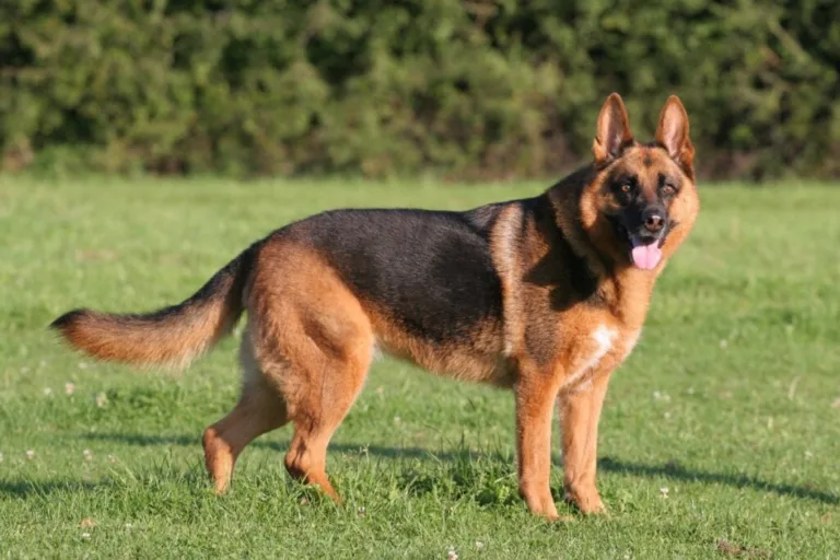 Estudo estabelece ranking das raças de cachorro mais inteligentes: Veja!