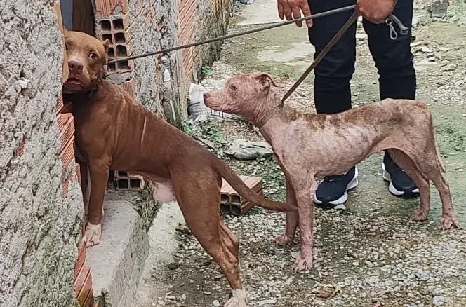 Dono de pitbulls é preso por deixar animais sem comida, com sarnas e orelha cortada em Manaus