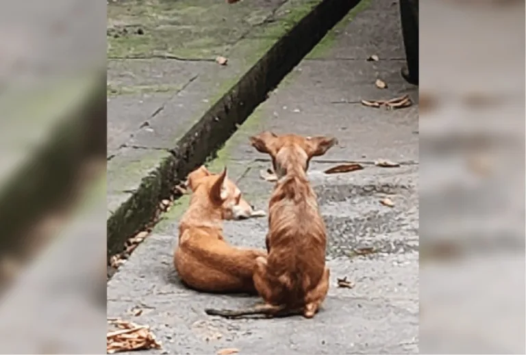 Cães foram encontrados em estado de maus-tratos. (FOTO: Reprodução)