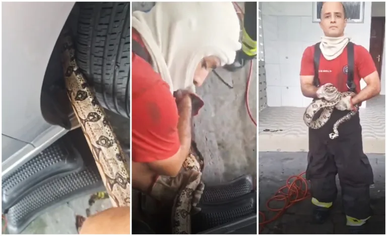 Jiboia é capturada de dentro do motor de carro, no Mauzinho, em Manaus