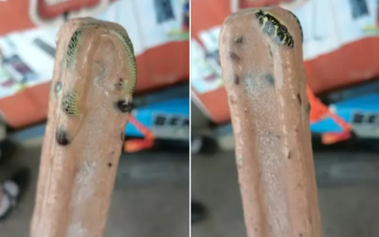 “Chupada fatal”: homem encontra cobra venenosa em picolé na Tailândia