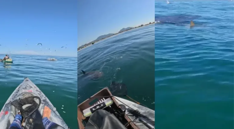 VÍDEO: Pescador é cercado por tubarões em mar no Rio de Janeiro: "Ele estava seguindo o rastro"