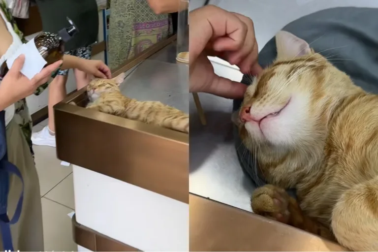 Gatos 'assistentes de caixa' conquistam clientes em supermercado e viralizam nas redes sociais