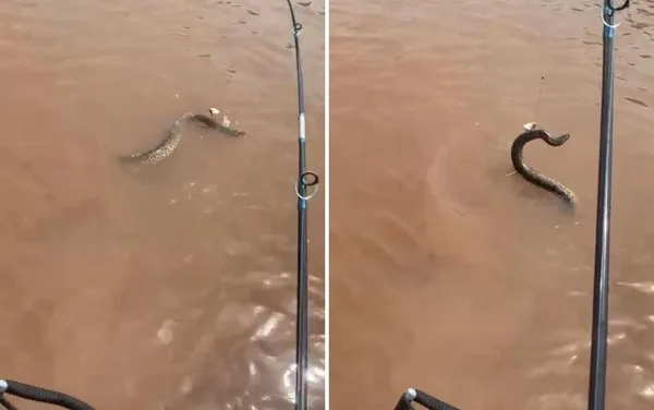 VÍDEO: Homem “pesca” sucuri durante passeio com turistas no rio Araguaia