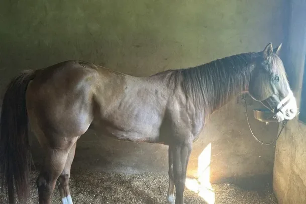 PF apreende dois cavalos avaliados em R$ 3 milhões do PCC