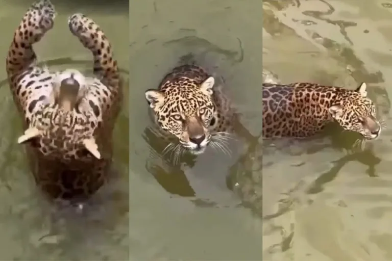 VÍDEO: Onça-pintada brincando no CIGS viraliza nas redes sociais